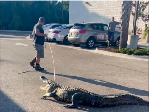 「鱷」客上門！美佛州驚見3公尺巨鱷逛超商