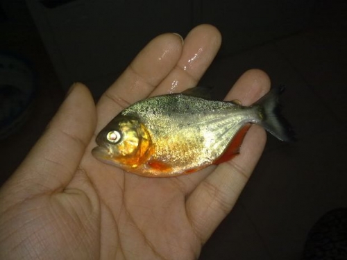老頭飼養200頭食人魚，餓它們6天，第7天時直接跳進泳池
