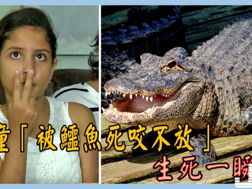 美國10歲女童被鱷魚咬住腿，緊急關頭她想起救命招數自救！