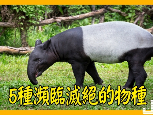 5種瀕臨滅絕的物種，第3種消失一千萬年後被發現