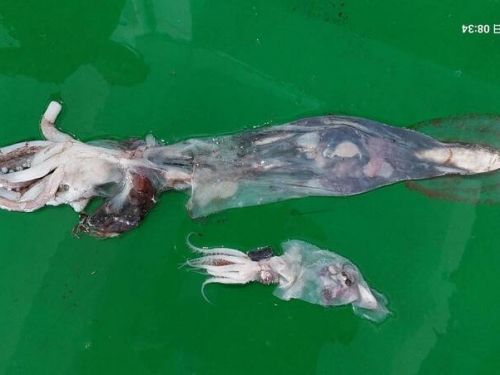 奇！嘉義東石魚市場出現「透明魚」 肚裡食物全看光