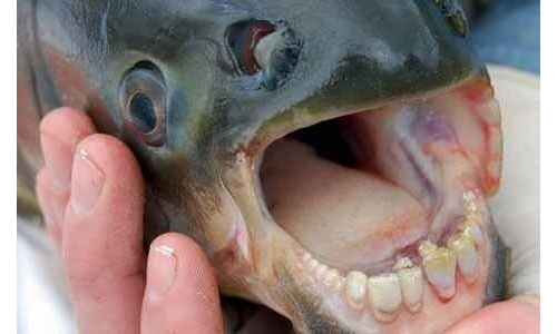 比食人魚還可怕！「蛋蛋殺手魚」首次現蹤瑞典南部海岸