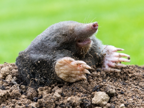 鼴鼠一落地 秒鑽出藏身地道 網愣：地表最強挖土機