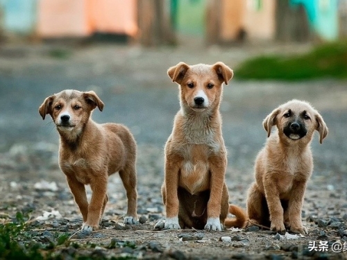 狗狗的天堂：荷蘭成為了沒有街頭流浪狗的第一個國家