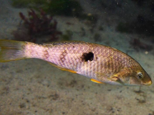 海底甄嬛傳！變性魚為搶王位 先變兇悍再變性