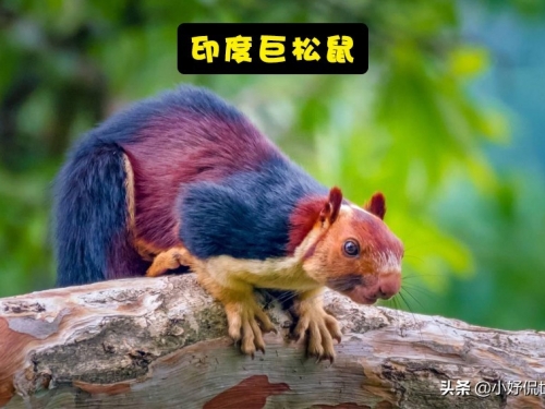 通常僅在某一個地方存在的7種迷人的動物