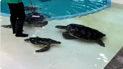 超可愛！ 飼育員刷水槽 海龜們「排隊」撒嬌求刷背