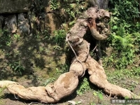 四川挖出250斤人形葛根 「肌肉」線條惟妙惟肖