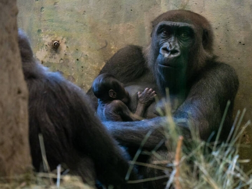 美國動物園嚇傻！「雄性」大猩猩生下寶寶