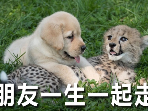 獵豹與狗, 跨越種族的友誼