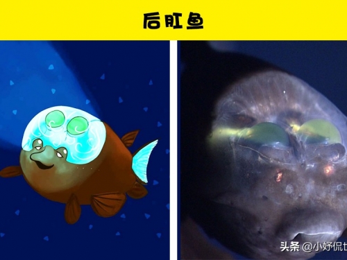 在著名的馬里亞納海溝發現的10種神奇的動物