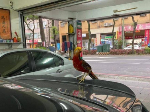 天外飛來「神鳥鳳凰」 網見照片嗨翻：要發了！