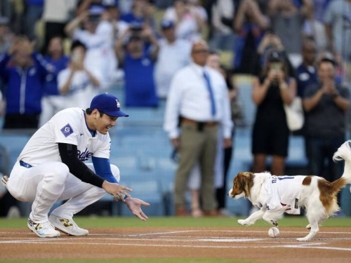 MLB》攜愛犬開球萌翻道奇主場！大谷翔平很緊張、爆料訓練3個禮拜
