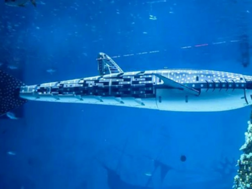 中國水族館展示「機器假鯨鯊」！遊客花逾千元入場傻眼