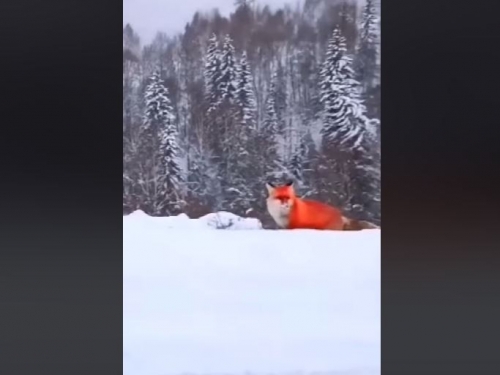 雪地驚豔！中國東北森林驚見野生「紅狐」