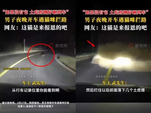 幸虧有牠！ 男開車遇野貓擋路「緊煞」 下秒竟邊坡崩塌！