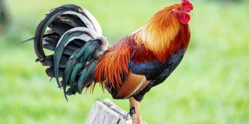 因飼養的公雞長期清晨打鳴，義大利男子收到一千多元罰單