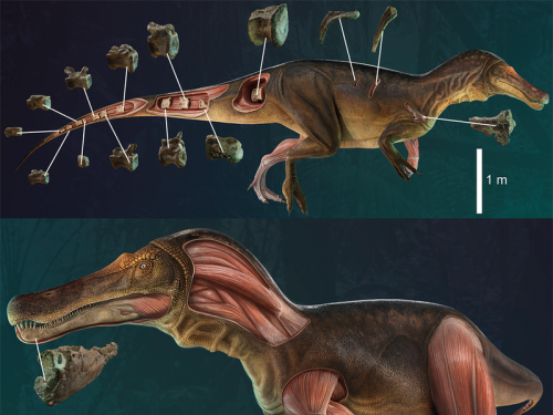 2022年最新考古研究！葡萄牙出土全新棘龍科恐龍