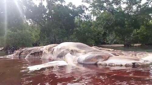 印尼小島海灘 神祕海洋生物屍體染紅大海