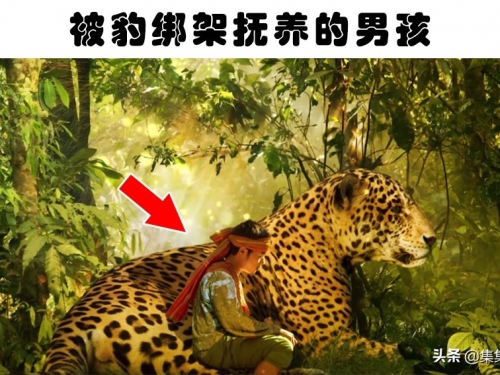 動物撫養人類：曾出現過的9個野生動物撫養人類的瘋狂故事