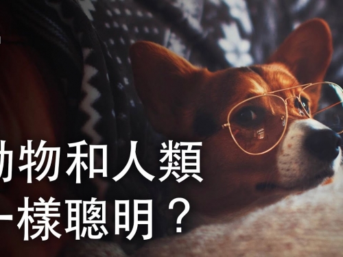 如果所有的動物都和人類一樣聰明？| 大膽科學