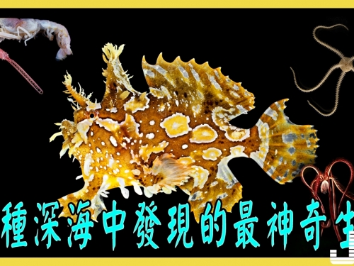 15種深海中發現的最神奇生物，有的長著惡魔一樣的臉孔，有的色彩絢麗如夢似幻