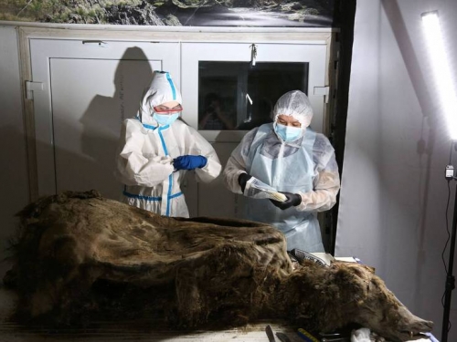 棕熊極地冰封3500年！科學家驚：第一個完整遺體