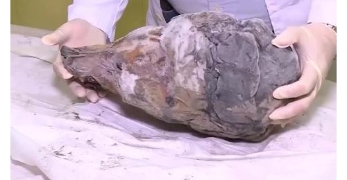 西伯利亞凍土融化，發現1.4萬年前動物，專家：該清醒了