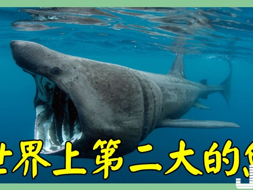 世界上第二大的魚，體長接近九米，如今已被吃成瀕危動物