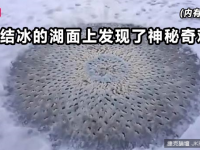 男子在結冰的湖面發現了神奇的景象，讓人看一眼就頭皮發麻！