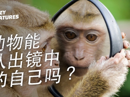 動物能認出鏡子中的自己嗎？| 奇怪動物紀錄片