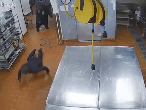 黑熊闖飯店廚房 保全被一掌拍飛