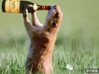 北歐人民為了喝酒　真的滿拼的！