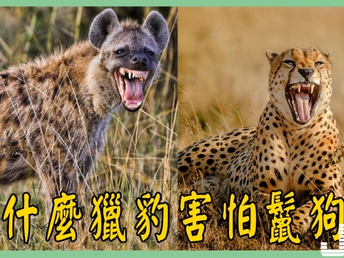 看起來很厲害的獵豹為什麼怕鬣狗？