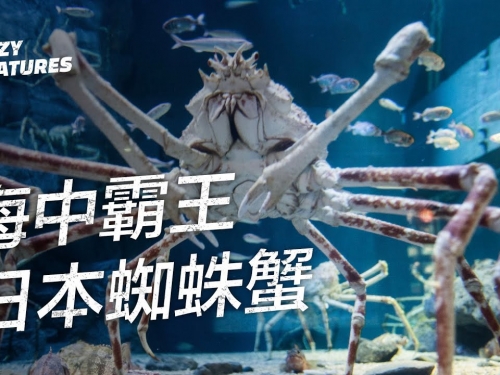 奇怪動物紀錄片 - 日本海中霸皇：日本蜘蛛蟹