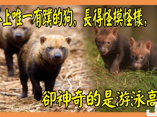 世界上唯一有蹼的狗，長得怪模怪樣，卻神奇的是遊泳高手