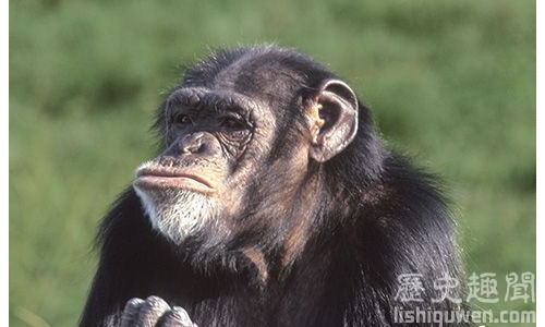 帶你瞭解世界上最聰明的9種動物!
