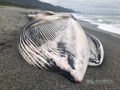 長鬚鯨陳屍長濱海灘 採樣後掩埋