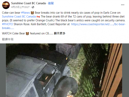車主傻眼！黑熊破窗瘋狂連喝69罐汽水 「無糖」的不喝