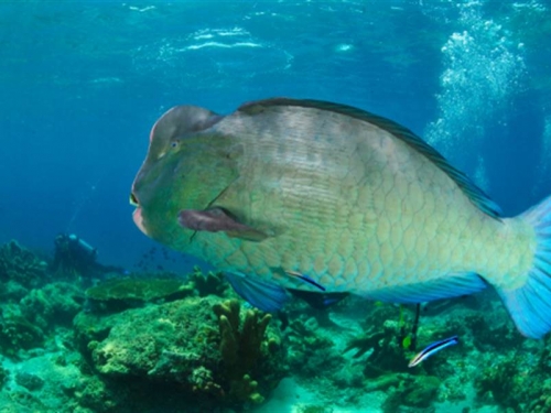 他捕獲巨型怪魚 基因突變超過百歲