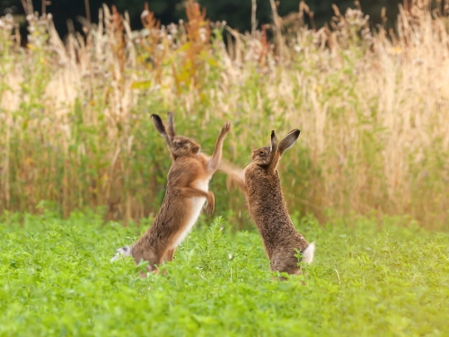 野兔一言不合就互毆 鏡頭前狂出拳 速度快到模糊