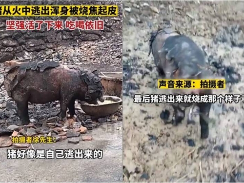 豬舍被大火波及全身燒焦 「家沒了」牠仍堅強活跳跳