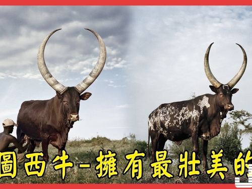 『動物世界』瓦圖西牛 擁有最壯美的角