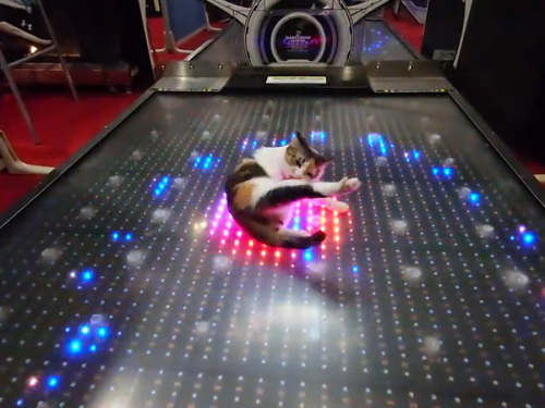 真的躺著玩！電玩中心店貓「專業尬舞」 舞姿折服百萬網友