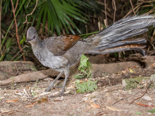 動物界最強騙炮王 雌琴鳥不想交配 雄鳥神操作專家服了