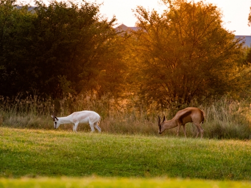 幸運的象徵 日本球場現蹤夢幻神獸 稀有身分曝光