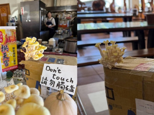 包裹流浪7天被退回爆出「箱菇」 全網笑翻：節外生菇