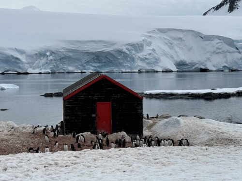 世上最偏僻的工作！ 南極「企鵝郵局」徵局長 開出7萬誘人月薪