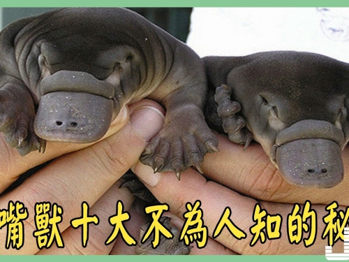 鴨嘴獸十大不為人知的秘密 第一個發明「假牙」的動物
