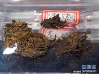 距今2100多年！中國出土最古老茶葉　創世界紀錄